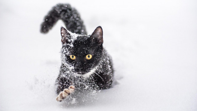 Обои картинки фото животные, коты, кошка, кот, снег, черный