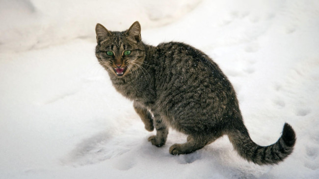 Обои картинки фото животные, коты, кот, кошка, серый, снег