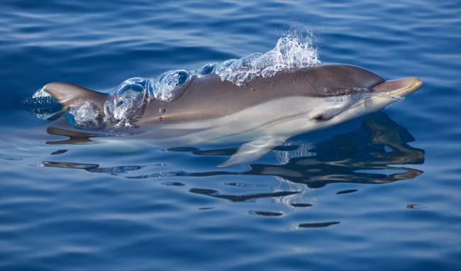 Обои картинки фото животные, дельфины, океан