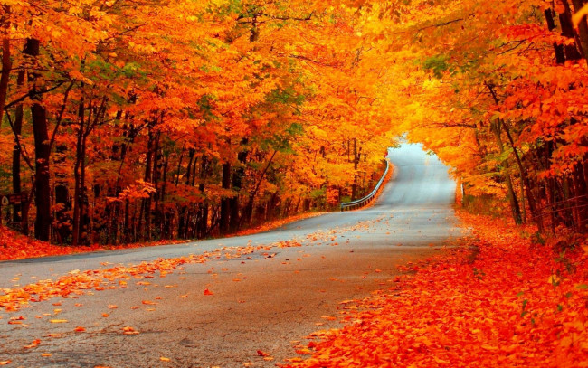 Обои картинки фото природа, дороги, осень, листья, дорога, деревья