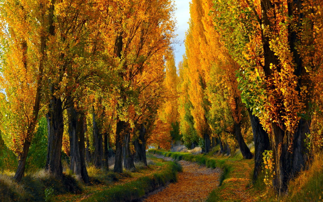 Обои картинки фото природа, лес, лето, осень, деревья