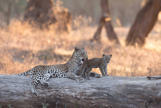 Обои картинки фото животные, леопарды, боке, бревно, африка, леопард, котёнок, lower, zambezi, national, park, детёныш, замбия