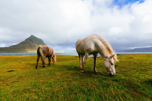 Обои картинки фото животные, лошади, пасутся, кони, исландские, исландия, поле, горы