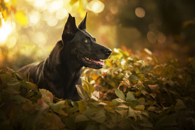 Обои картинки фото животные, собаки, портрет, морда, листья, собака