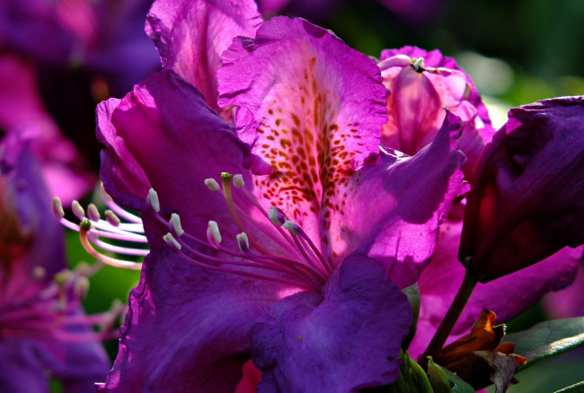 Обои картинки фото цветы, рододендроны , азалии, азалия, фиолетовая, бутоны