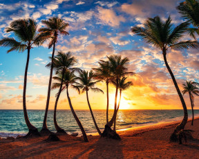 Картинка природа тропики пальмы море закат