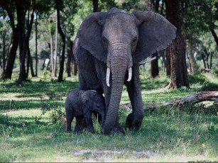 обоя слониха, со, слонёнком, животные, слоны