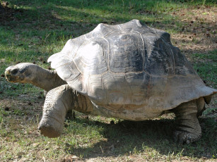 Картинка животные Черепахи панцирь большой