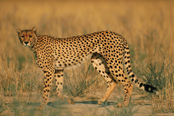 Картинка животные гепарды саванна настороженный взгляд