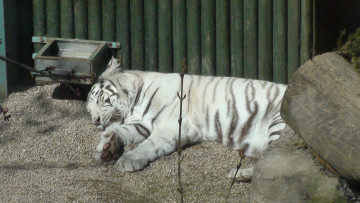 Картинка животные тигры вольер спящий зверь