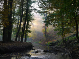 Картинка природа реки озера лес ручей лучи солнечные