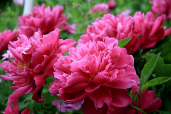 Картинка цветы пионы пышный розовый