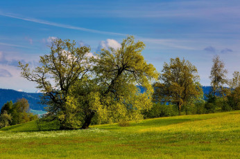 Картинка природа деревья весна холмы зелень