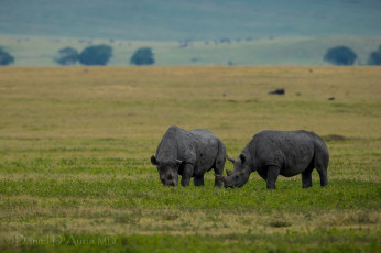 Картинка животные носороги пара грязный белый носорог
