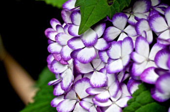 Картинка цветы гортензия кайма макро