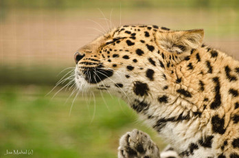 Картинка животные леопарды кошка морда