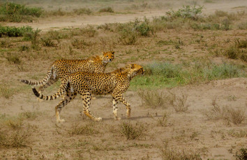 Картинка животные гепарды пара кошки