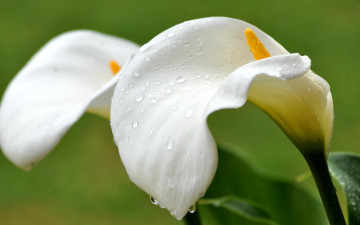Картинка цветы каллы капли белый