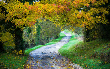 Картинка природа дороги дорога деревья трава листва