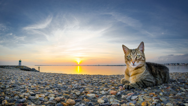 Обои картинки фото животные, коты, закат, море, галька
