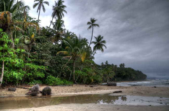 Обои картинки фото природа, тропики, пляж, тучи, пальмы, деревья