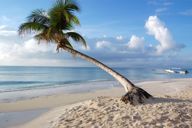 Обои картинки фото природа, тропики, океан, облака, пальма, пляж