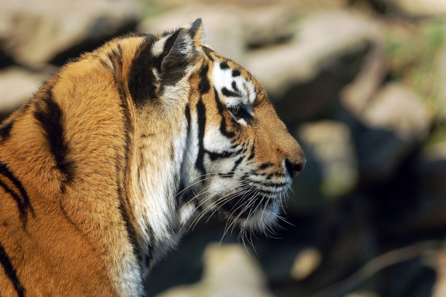 Обои картинки фото животные, тигры, морда, кошка, профиль