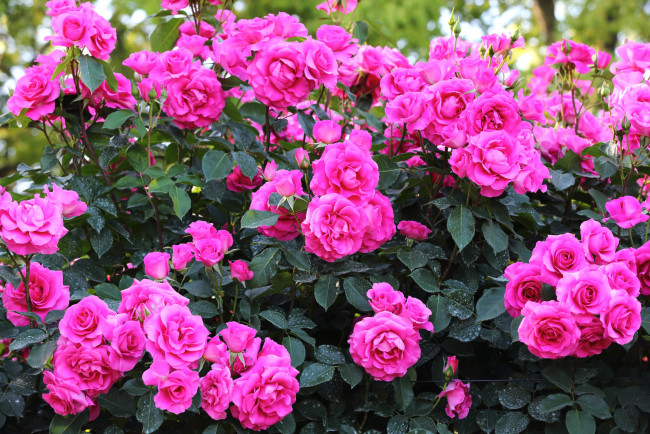 Обои картинки фото цветы, розы, много, кусты, розовый
