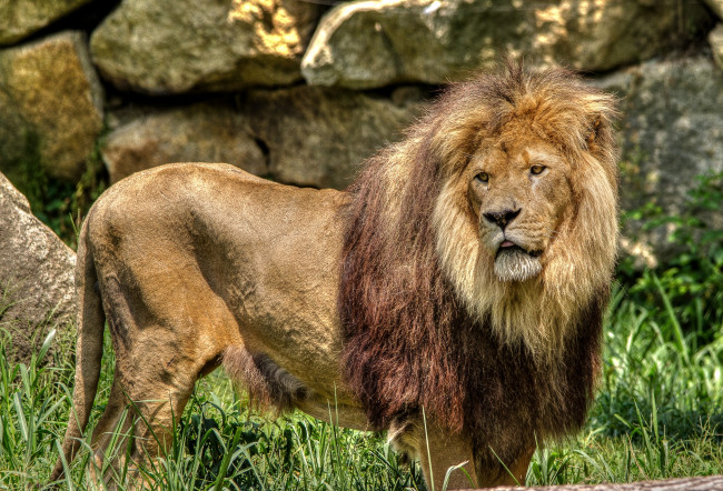 Обои картинки фото животные, львы, царь, грива