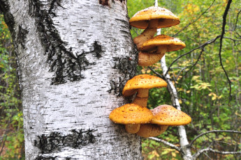 Картинка природа грибы береза опята
