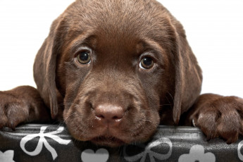 Картинка животные собаки лабрадор щенок ретривер морда взгляд собака