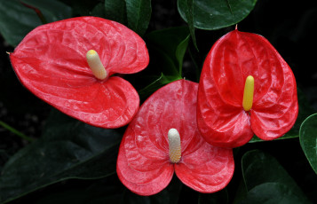 Картинка цветы антуриум+ цветок+фламинго макро