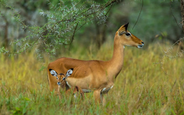 Картинка животные антилопы serengeti tanzania grazers mammals herbivores