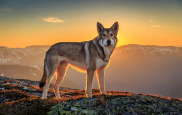 Картинка животные собаки солнце пейзаж wolfdog взгляд