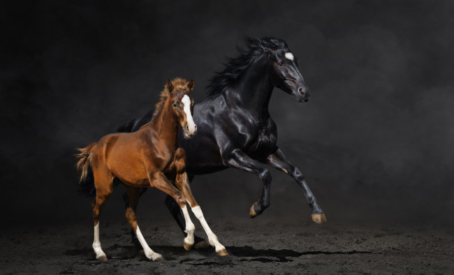 Обои картинки фото животные, лошади, пара, бег, жеребёнок, пыль, конь