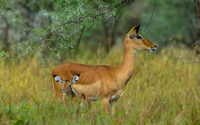 Обои картинки фото животные, антилопы, serengeti, tanzania, grazers, mammals, herbivores