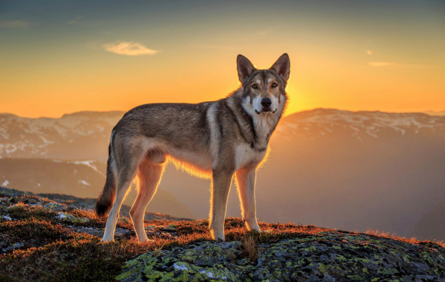 Обои картинки фото животные, собаки, солнце, пейзаж, wolfdog, взгляд