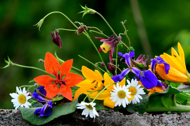 Обои картинки фото цветы, разные вместе, аквилегия, ромашки, лилии