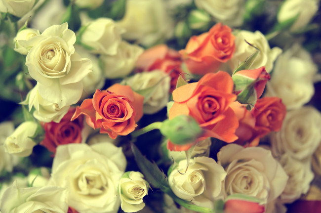 Обои картинки фото цветы, розы, много
