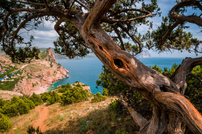 Обои картинки фото природа, деревья, море