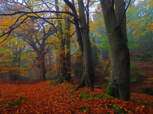 Картинка природа лес осень деревья пейзаж