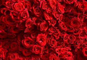 Картинка цветы розы роза красные фон