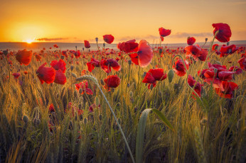 Картинка цветы маки закат солнце поле природа