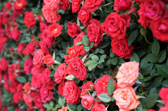 Картинка цветы розы много красный