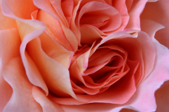 Картинка цветы розы роза бутоны макро