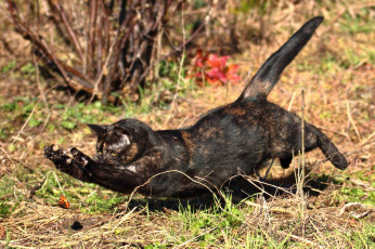 Картинка животные коты кот бабочка прыжок охота кошка