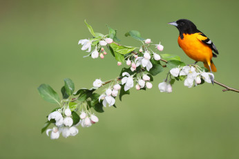 Картинка животные птицы птица весна цветы