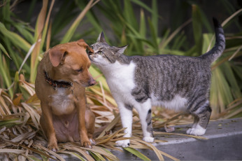 Картинка животные разные+вместе кот собака взгляд друг