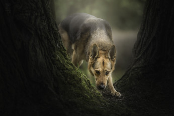 Картинка животные собаки фон прогулка сабака