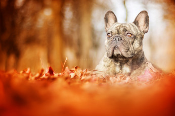 Картинка животные собаки прогулка дог сабака осень листья